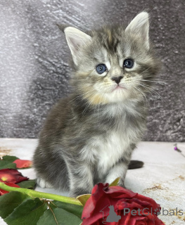 Foto №2 zu Ankündigung № 163327 zu verkaufen maine-coon-katze - einkaufen Deutschland 