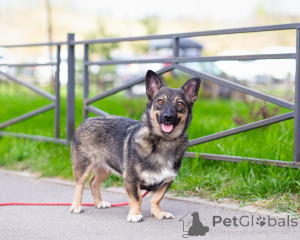 Foto №1. mischlingshund - zum Verkauf in der Stadt St. Petersburg | Frei | Ankündigung № 163728