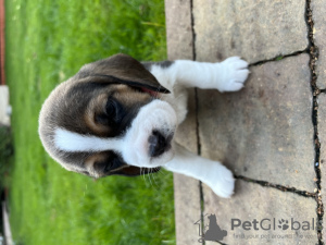 Zusätzliche Fotos: Elite-Beagle-Welpen