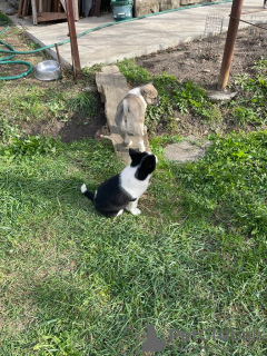 Foto №2 zu Ankündigung № 78160 zu verkaufen west siberian laika - einkaufen Russische Föderation quotient 	ankündigung