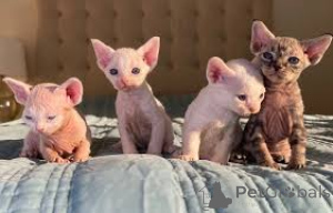 Foto №2 zu Ankündigung № 136745 zu verkaufen german rex - einkaufen Deutschland 