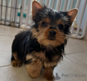 Foto №4. Ich werde verkaufen yorkshire terrier in der Stadt Alavus. züchter - preis - 484€