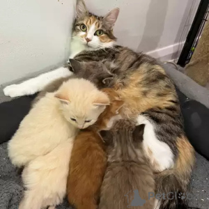 Foto №1. sibirische katze - zum Verkauf in der Stadt Schwäbisch Gmünd | 380€ | Ankündigung № 167271