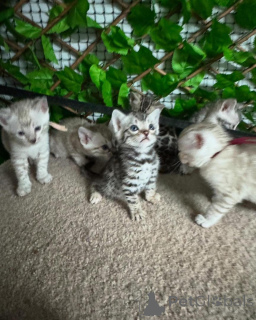 Foto №2 zu Ankündigung № 152705 zu verkaufen bengal katzenrasse - einkaufen Schweiz quotient 	ankündigung