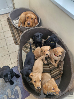 Foto №2 zu Ankündigung № 131713 zu verkaufen labrador retriever - einkaufen Niederlande quotient 	ankündigung