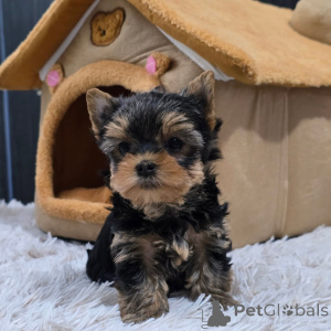 Foto №2 zu Ankündigung № 168621 zu verkaufen yorkshire terrier - einkaufen Tschechische Republik züchter