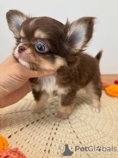 Foto №1. chihuahua - zum Verkauf in der Stadt ABERTS | 250€ | Ankündigung № 174069