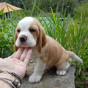 Foto №4. Ich werde verkaufen beagle in der Stadt Rothenburg ob der Tauber. quotient 	ankündigung - preis - 360€