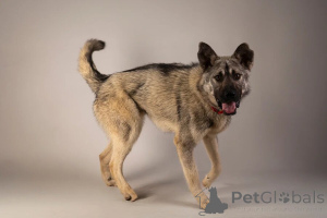 Foto №3. Auf der Suche nach dem besten Familienjungen namens Atari. Russische Föderation