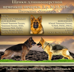 Foto №1. deutscher schäferhund - zum Verkauf in der Stadt Moskau | Verhandelt | Ankündigung № 3890