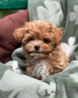 Zusätzliche Fotos: Maltipoo-Welpen, aufgewachsen in einem Familienhaus