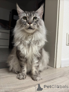 Foto №3. Gatitos Juguetones de Maine Coon en adoptción. Spanien