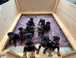 Foto №1. dobermann - zum Verkauf in der Stadt Brokdorf | 450€ | Ankündigung № 171435