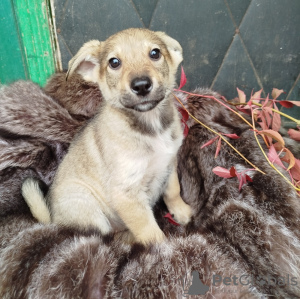 Zusätzliche Fotos: Die schöne Maggie sucht ein Zuhause und zuverlässige Besitzer!