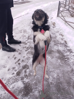 Foto №4. Ich werde verkaufen mischlingshund in der Stadt St. Petersburg. quotient 	ankündigung - preis - Frei