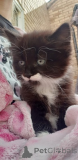 Foto №4. Ich werde verkaufen norwegische waldkatze in der Stadt Buggenhout. quotient 	ankündigung - preis - 310€