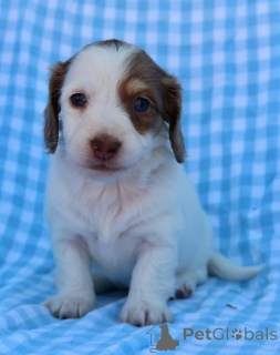 Foto №1. dackel - zum Verkauf in der Stadt Berdorf | verhandelt | Ankündigung № 155075