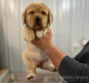 Foto №1. labrador retriever - zum Verkauf in der Stadt Berlin | 420€ | Ankündigung № 89650