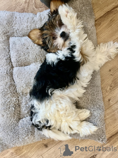 Foto №2 zu Ankündigung № 135451 zu verkaufen biewer terrier - einkaufen Georgien quotient 	ankündigung