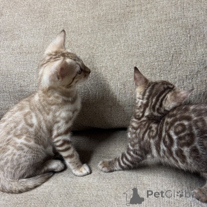 Foto №2 zu Ankündigung № 169869 zu verkaufen bengal katzenrasse - einkaufen Deutschland züchter