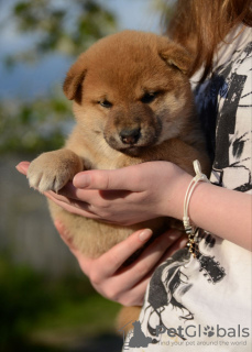 Foto №4. Ich werde verkaufen shiba in der Stadt Minsk. vom kindergarten - preis - verhandelt