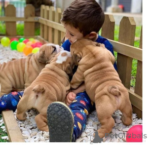 Foto №1. englische bulldogge - zum Verkauf in der Stadt New York | 744€ | Ankündigung № 140127