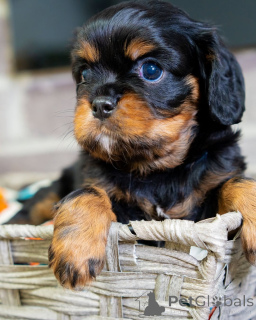 Foto №2 zu Ankündigung № 157217 zu verkaufen cavalier king charles spaniel - einkaufen Luxemburg quotient 	ankündigung