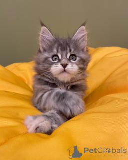 Foto №2 zu Ankündigung № 144962 zu verkaufen maine-coon-katze - einkaufen Deutschland züchter