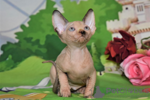 Zusätzliche Fotos: Kätzchen kanadische Sphynx