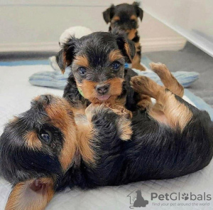 Foto №2 zu Ankündigung № 112525 zu verkaufen yorkshire terrier - einkaufen USA züchter