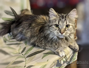 Foto №3. Wir geben die Katze Bambi in gute Hände.. Russische Föderation