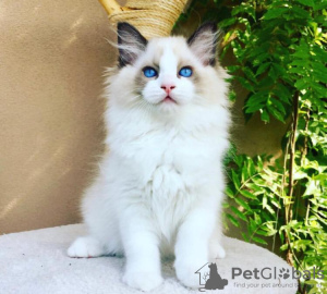 Foto №1. ragdoll-katze - zum Verkauf in der Stadt South Lake Tahoe | 208€ | Ankündigung № 76603