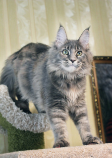 Foto №2 zu Ankündigung № 3423 zu verkaufen maine-coon-katze - einkaufen Russische Föderation vom kindergarten