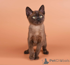 Foto №1. burma-katze - zum Verkauf in der Stadt Hagen | 350€ | Ankündigung № 173628