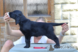 Foto №2 zu Ankündigung № 67691 zu verkaufen flat coated retriever - einkaufen Finnland quotient 	ankündigung, züchter