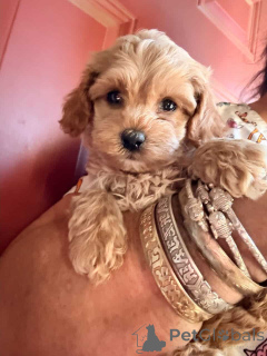 Foto №1. maltipu - zum Verkauf in der Stadt Berlin | 900€ | Ankündigung № 149823