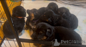 Foto №3. Beautiful healthy German shepherd puppies.. Australien