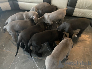 Foto №4. Ich werde verkaufen deutsche dogge in der Stadt Billund. quotient 	ankündigung, züchter - preis - 1500€