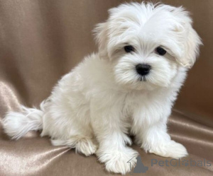 Foto №3. Perfekter Welpe für Ihr Zuhause. Deutschland