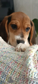 Foto №3. Beagle. Weißrussland