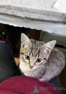 Foto №3. Das ist Salinka! Wundervolles sanftes Mädchen!. Russische Föderation