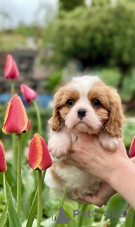 Foto №2 zu Ankündigung № 168618 zu verkaufen cavalier king charles spaniel - einkaufen Weißrussland vom kindergarten