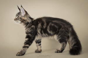 Foto №2 zu Ankündigung № 5948 zu verkaufen maine-coon-katze - einkaufen Russische Föderation vom kindergarten