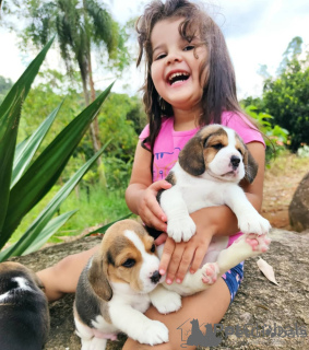 Foto №2 zu Ankündigung № 156518 zu verkaufen beagle - einkaufen Belgien 
