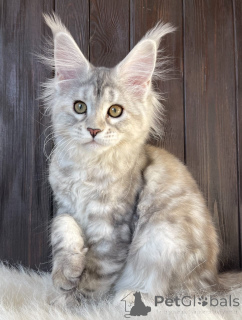 Foto №3. Maine-Coon-Kätzchen. USA