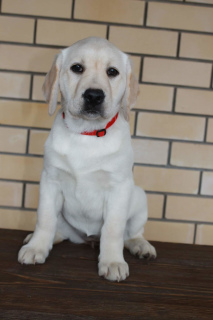 Foto №4. Ich werde verkaufen labrador retriever in der Stadt Ischewsk. vom kindergarten, züchter - preis - Verhandelt