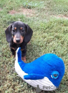 Foto №2 zu Ankündigung № 76807 zu verkaufen dackel - einkaufen Ungarn züchter