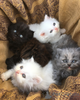 Foto №1. perserkatze - zum Verkauf in der Stadt Rom | verhandelt | Ankündigung № 133535