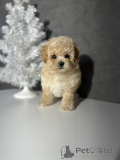 Foto №1.  - zum Verkauf in der Stadt Helsinki | 500€ | Ankündigung № 164029