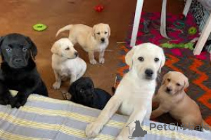 Foto №1. labrador retriever - zum Verkauf in der Stadt Paris | 1000€ | Ankündigung № 164752
